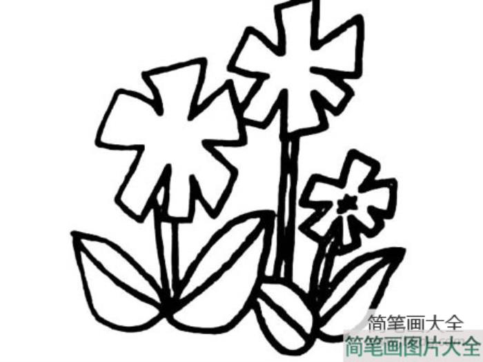 紫茉莉简笔画  第1张