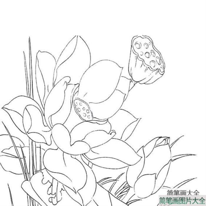 描绘荷花的简笔画  第1张