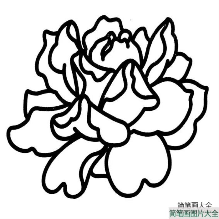 漂亮的牡丹花简笔画  第1张