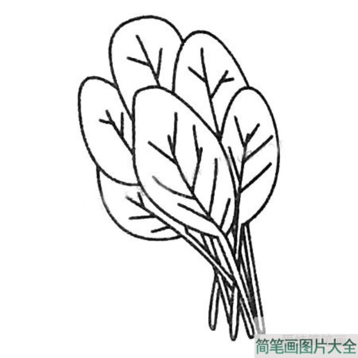 菠菜简笔画  第3张