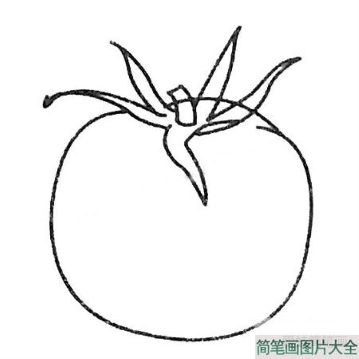 番茄简笔画  第2张