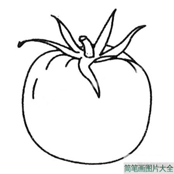 番茄简笔画  第3张