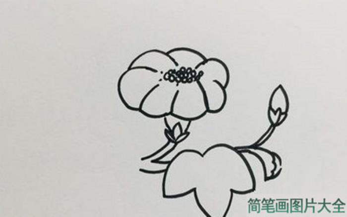 牵牛花怎么画最简单的画法  第2张