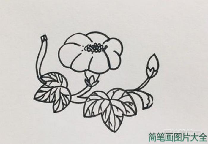 牵牛花怎么画最简单的画法  第3张