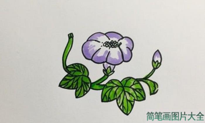 牵牛花怎么画最简单的画法  第4张