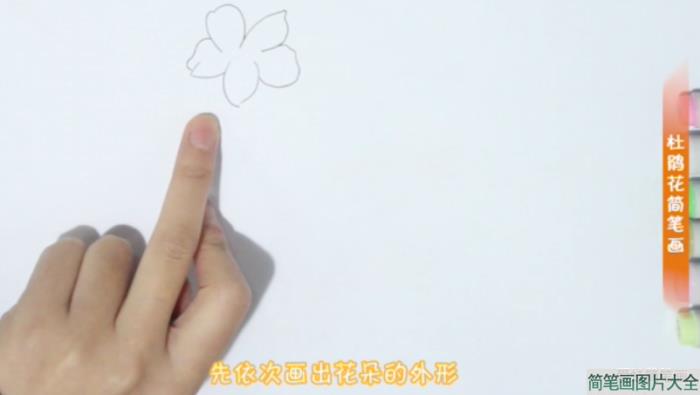 怎么画漂亮的杜鹃花简笔画  第1张