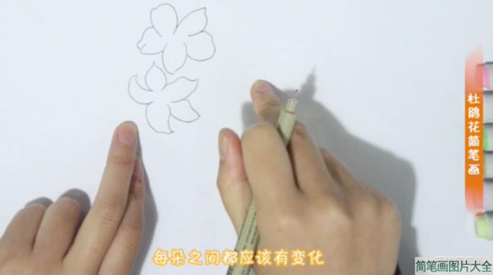 怎么画漂亮的杜鹃花简笔画  第2张