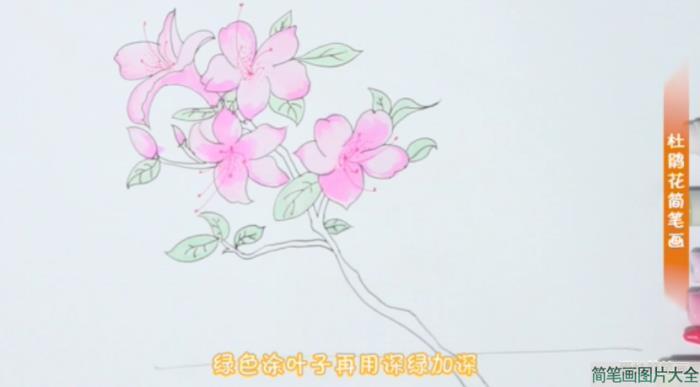 怎么画漂亮的杜鹃花简笔画  第5张