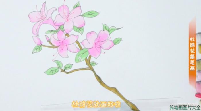 怎么画漂亮的杜鹃花简笔画  第6张