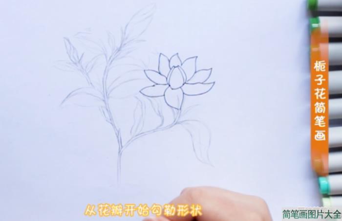 栀子花简笔画简单漂亮