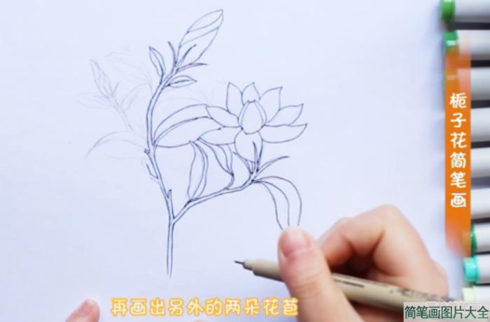 栀子花简笔画简单漂亮  第3张