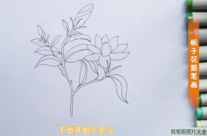 栀子花简笔画简单漂亮  第4张