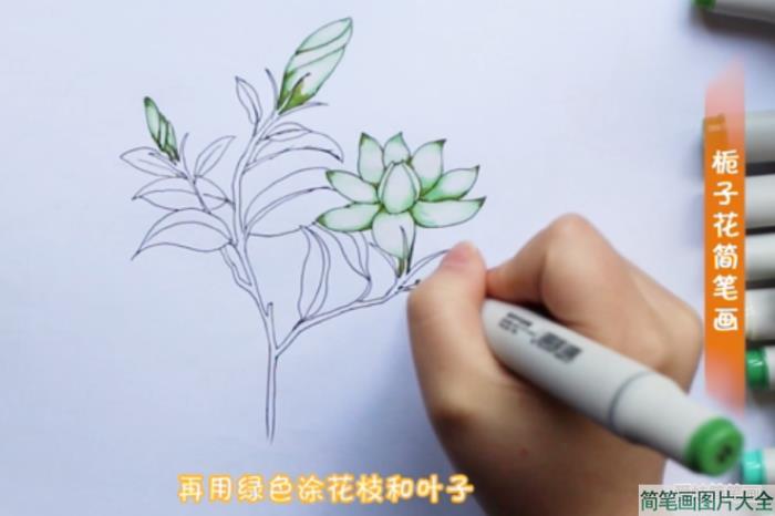 栀子花简笔画简单漂亮  第5张