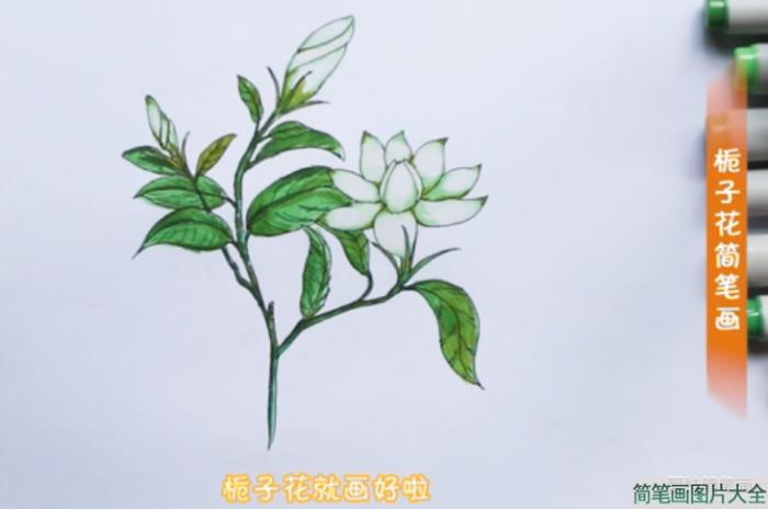 栀子花简笔画简单漂亮  第6张