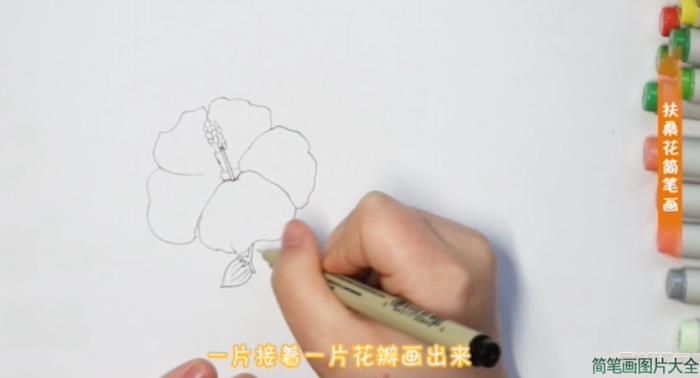 扶桑花怎么画简笔画  第2张