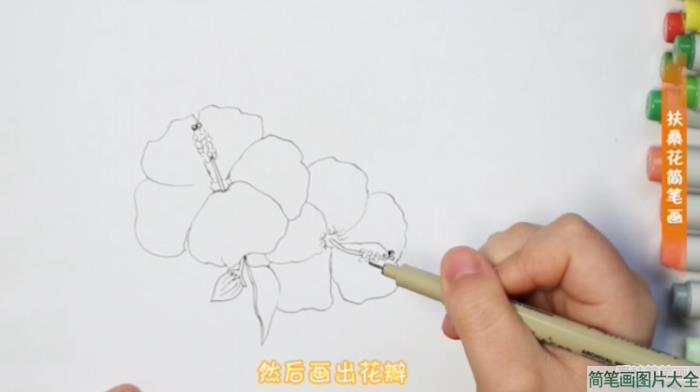 扶桑花怎么画简笔画  第3张