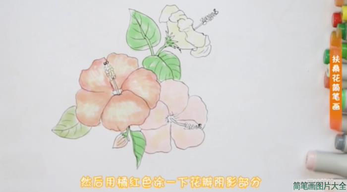 扶桑花怎么画简笔画  第5张