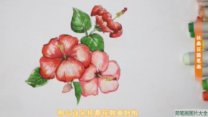 扶桑花怎么画简笔画  第6张