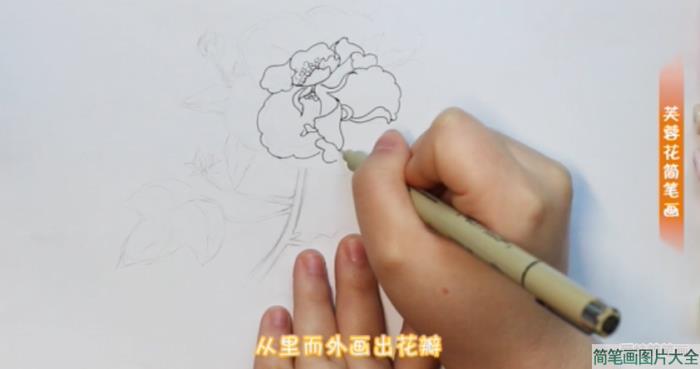 画芙蓉花的简笔画步骤  第1张