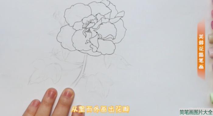 画芙蓉花的简笔画步骤  第2张