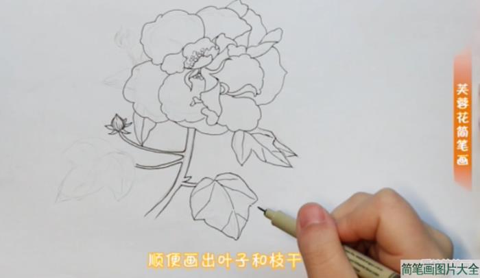 画芙蓉花的简笔画步骤  第3张