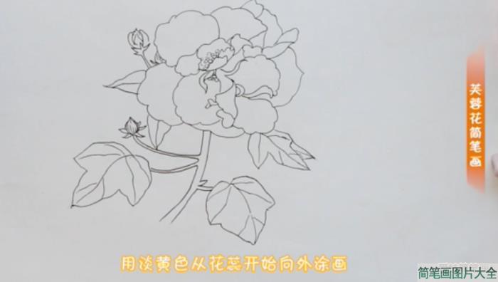 画芙蓉花的简笔画步骤  第4张