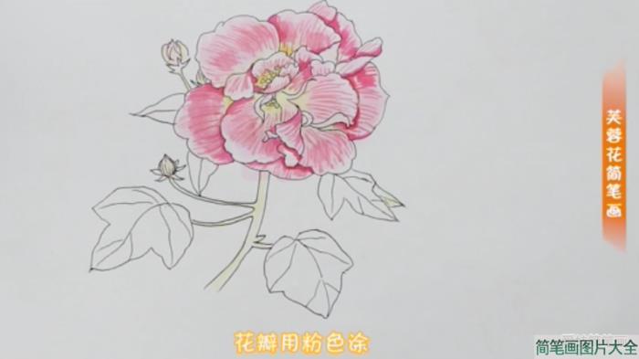 画芙蓉花的简笔画步骤  第5张