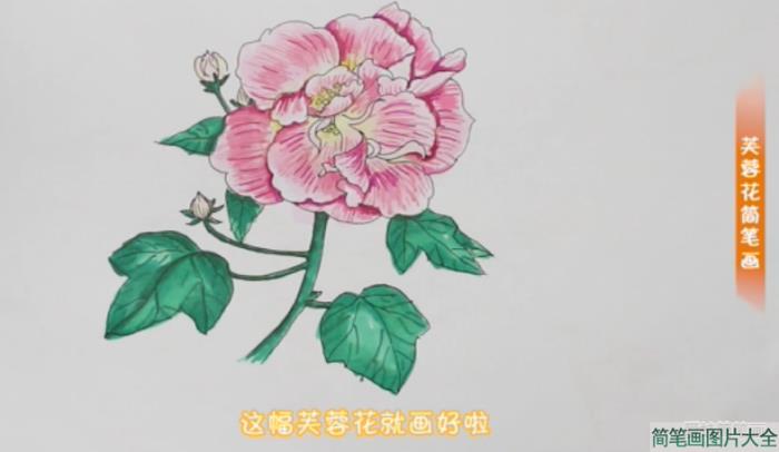 画芙蓉花的简笔画步骤  第6张