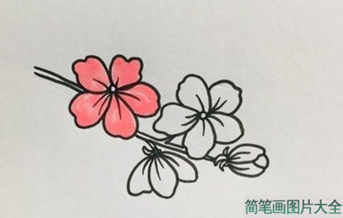 桃花怎么画简笔画图画既简单又好看  第3张