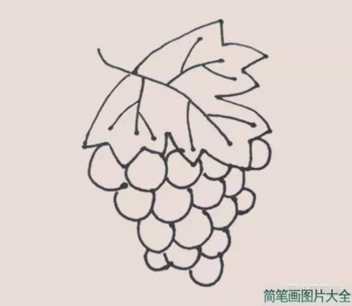 一串葡萄简笔画  第5张