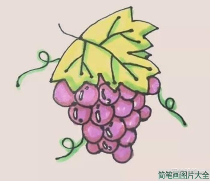 一串葡萄简笔画  第8张