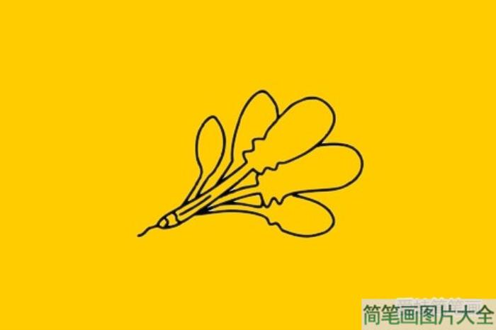 菠菜简笔画  第5张