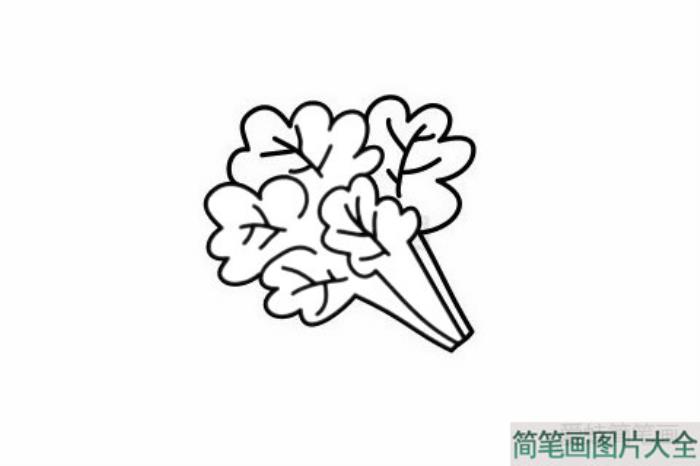 香菜简笔画  第5张