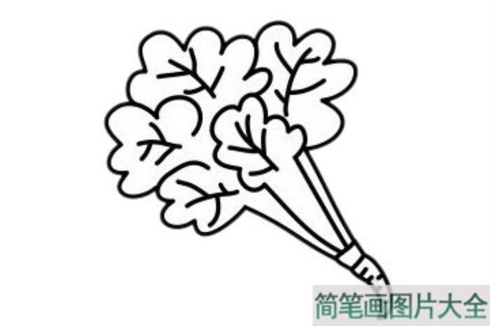 香菜简笔画  第6张