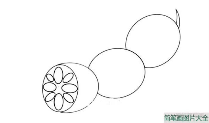 莲藕图片简笔画涂色  第4张