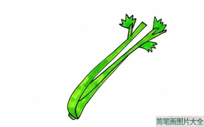 芹菜简笔画彩色  第4张