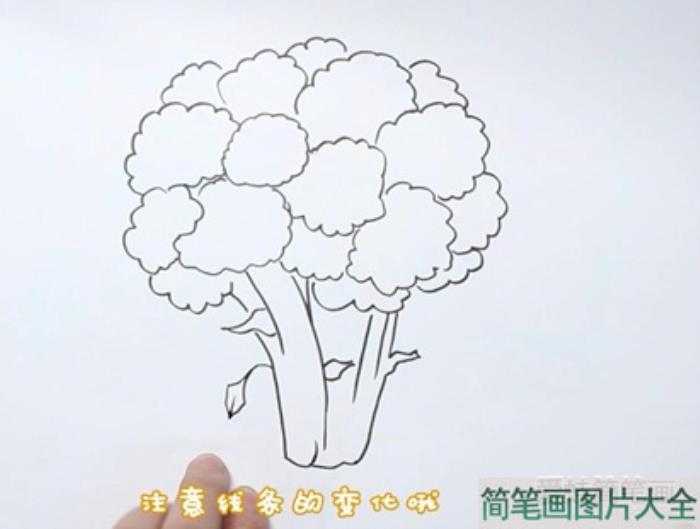 西兰花简笔画  第2张