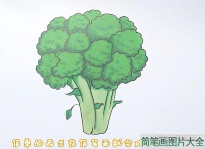 西兰花简笔画  第4张