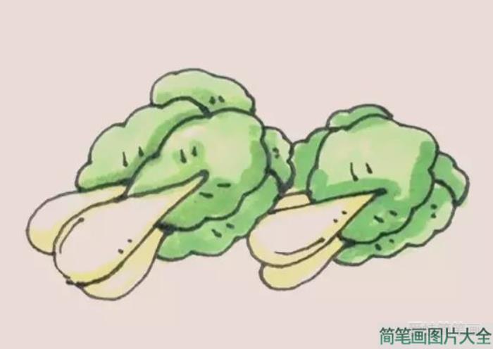 油菜简笔画  第7张