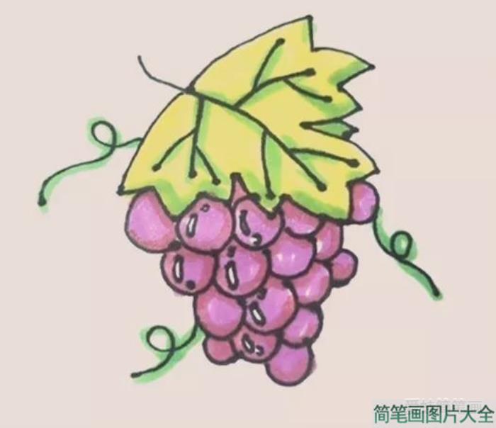 葡萄简笔画  第8张