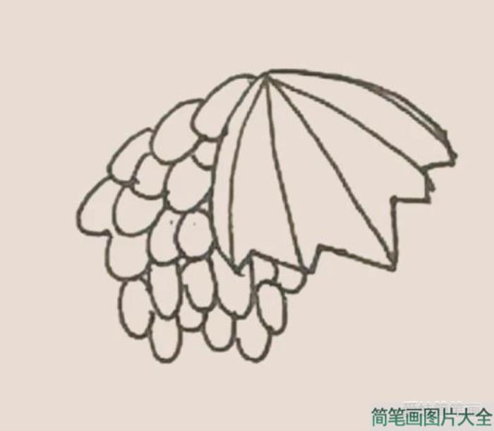 简笔画之提子  第5张