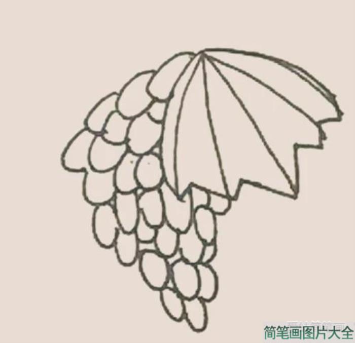 简笔画之提子  第6张