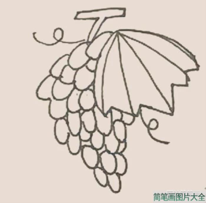 简笔画之提子  第7张