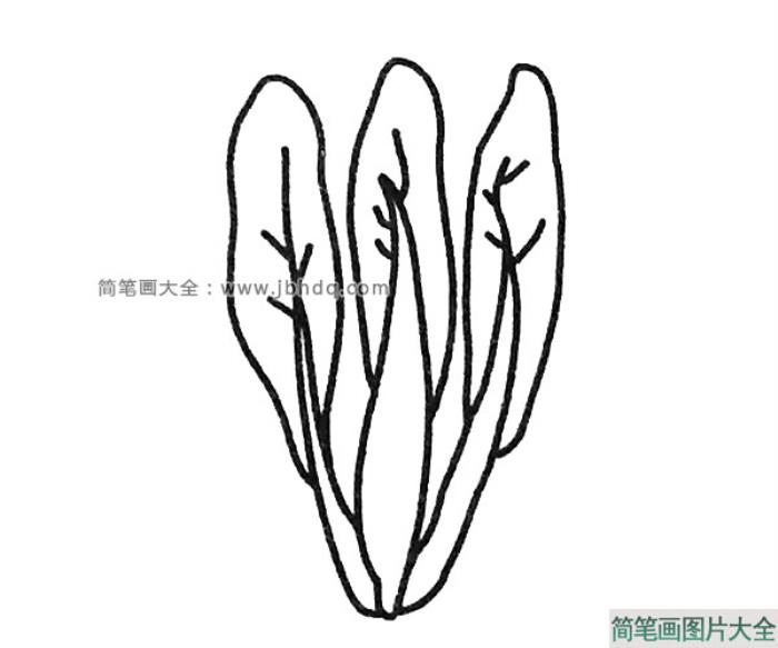 菠菜简笔画图片大全  第3张