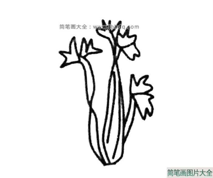 芹菜简笔画步骤  第3张