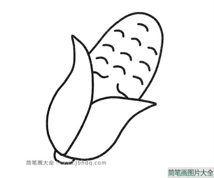 简单的玉米简笔画图片  第2张