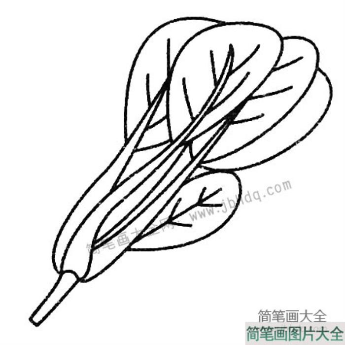 菠菜简笔画大全及画法步骤  第4张