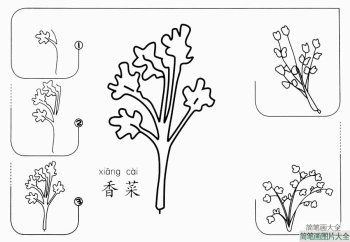 香菜怎么画  第1张