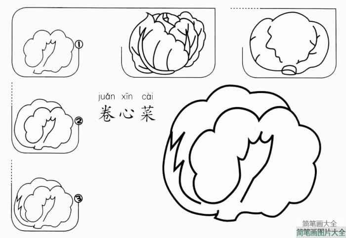 卷心菜怎么画  第1张