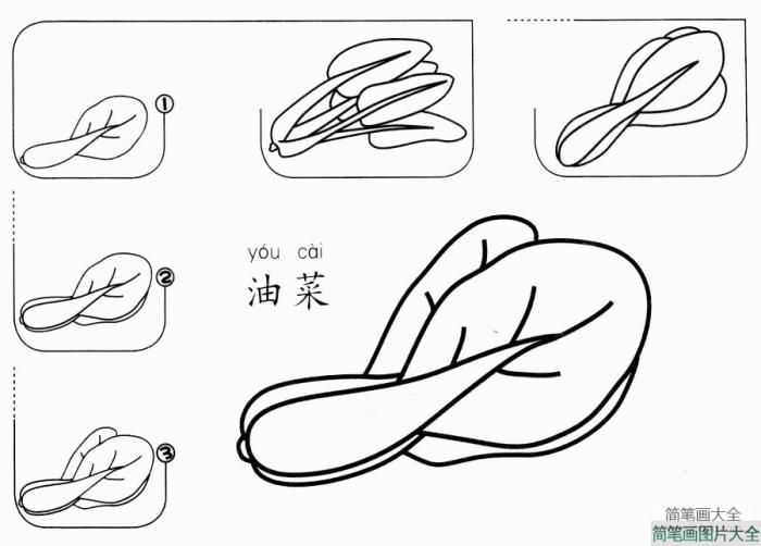 油菜怎么画